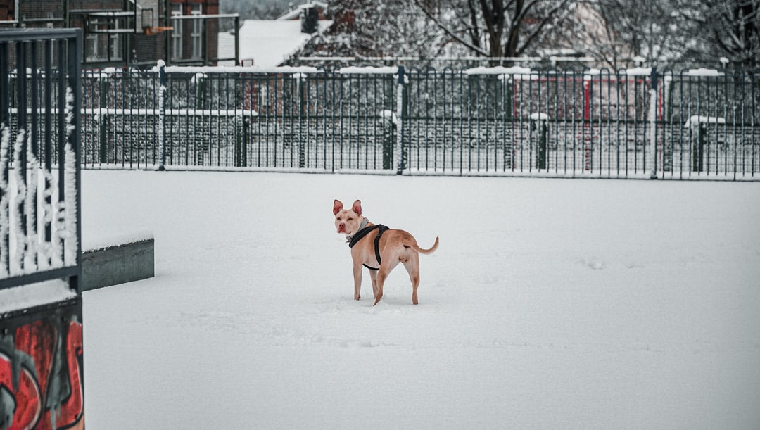 A dog walking in the snow