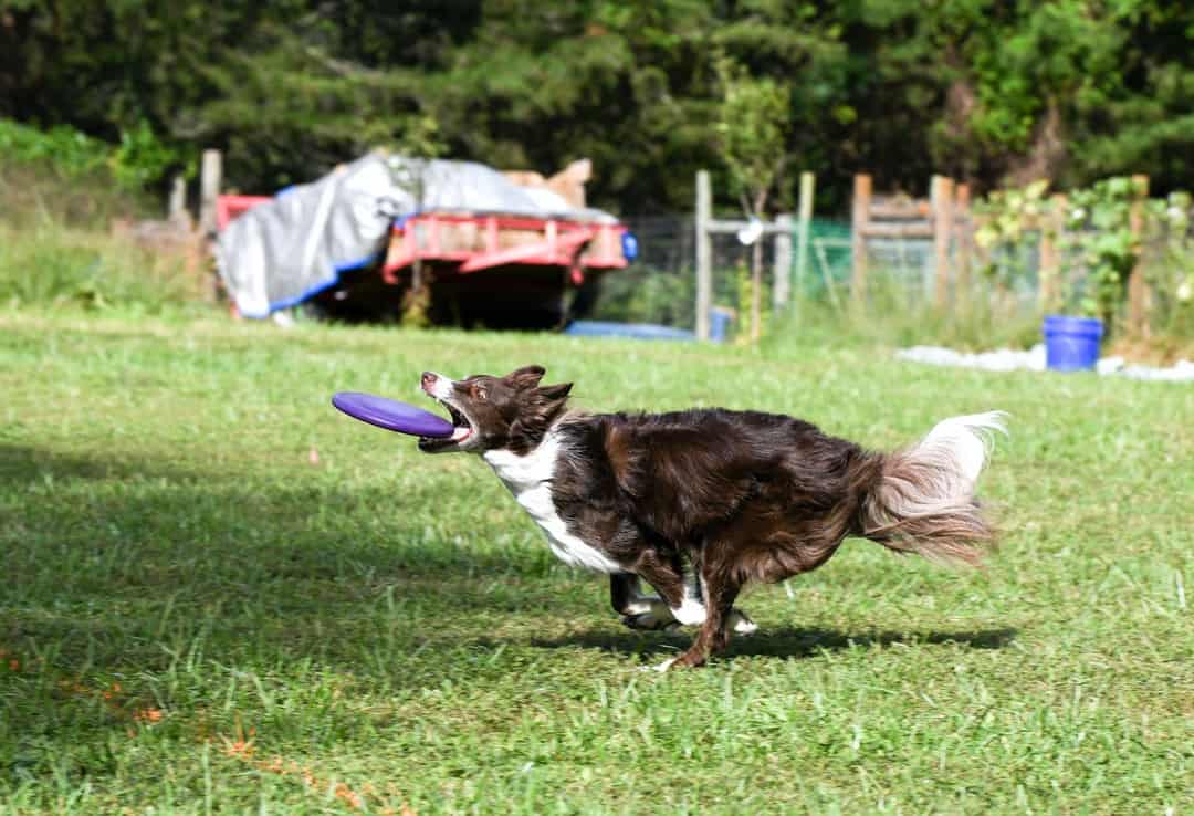 A dog jumping to catch a frisbee