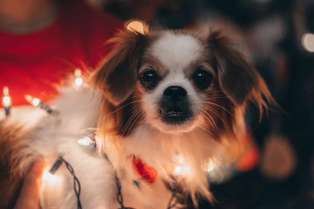 A small dog looking at the camera