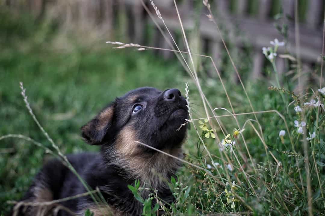 A dog sitting in the grass