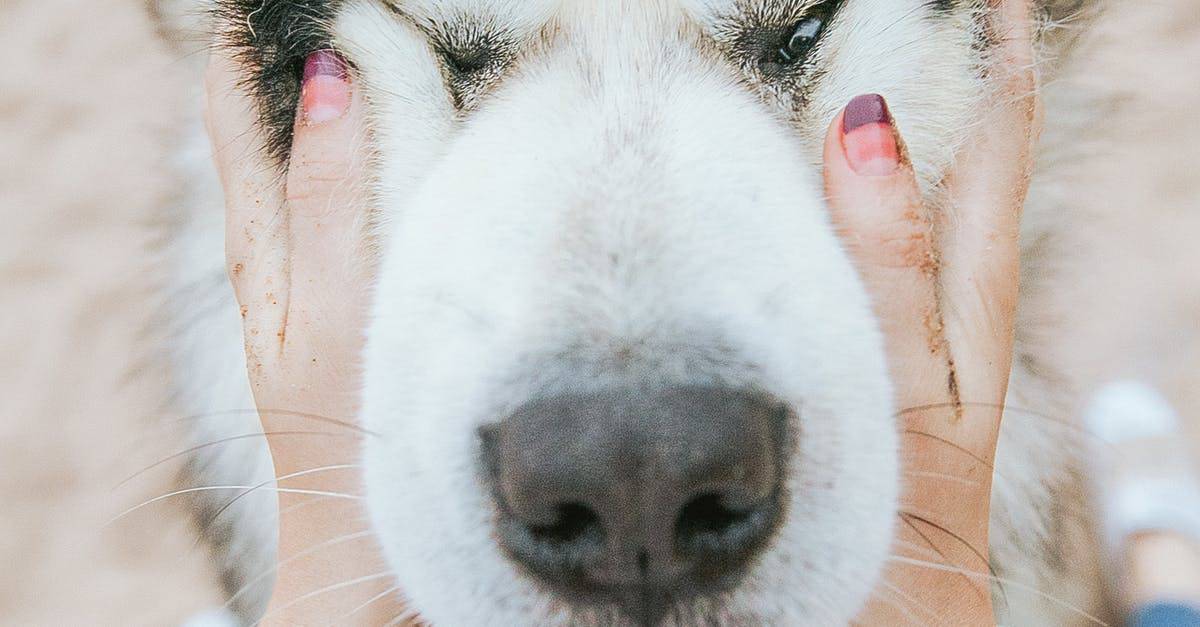 A close up of the face of a dog looking at the camera