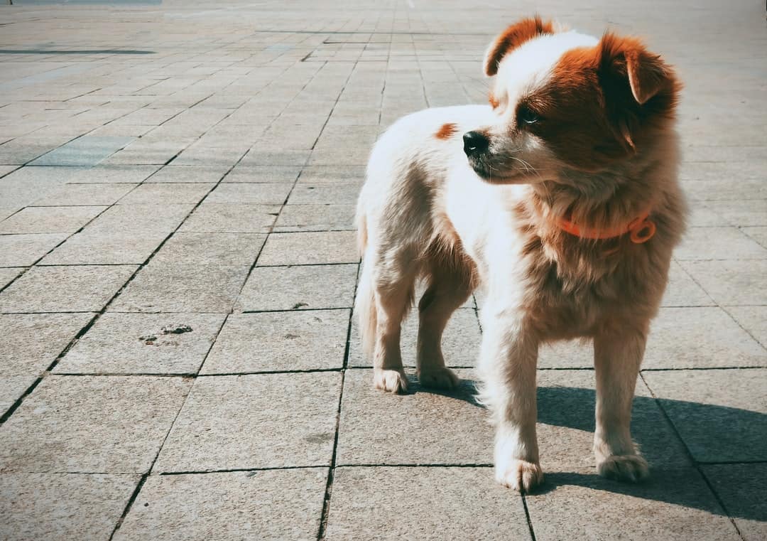 A small dog standing on a sidewalk