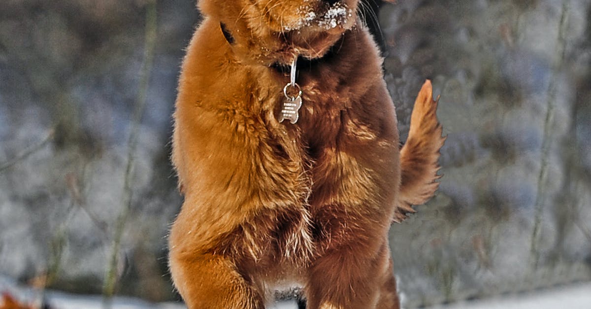 A brown dog with its mouth open