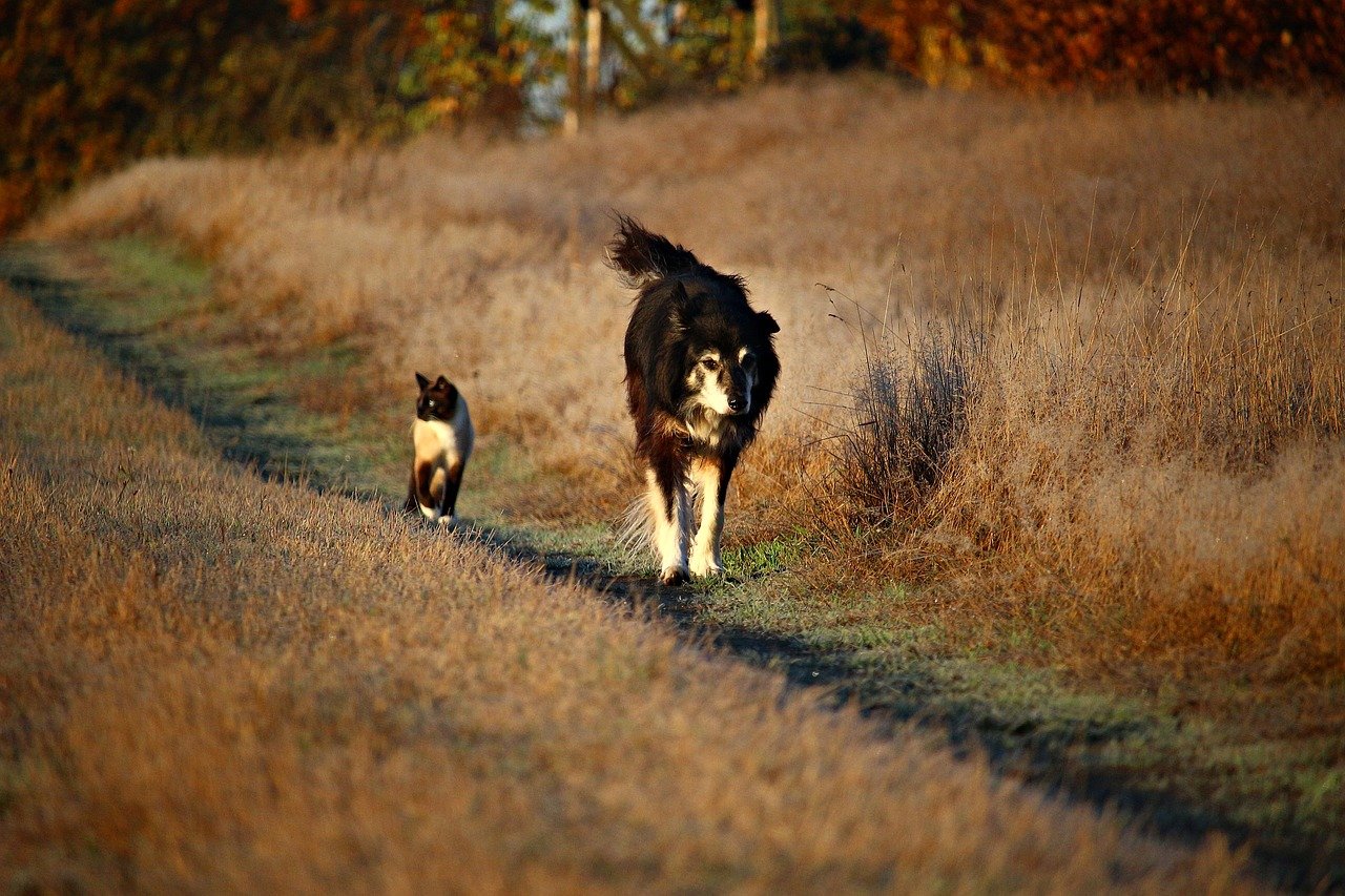 A brown dog walking across a dry grass field