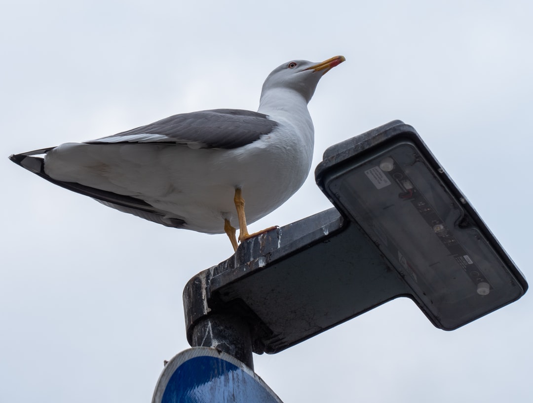 A bird sitting on top of a pole