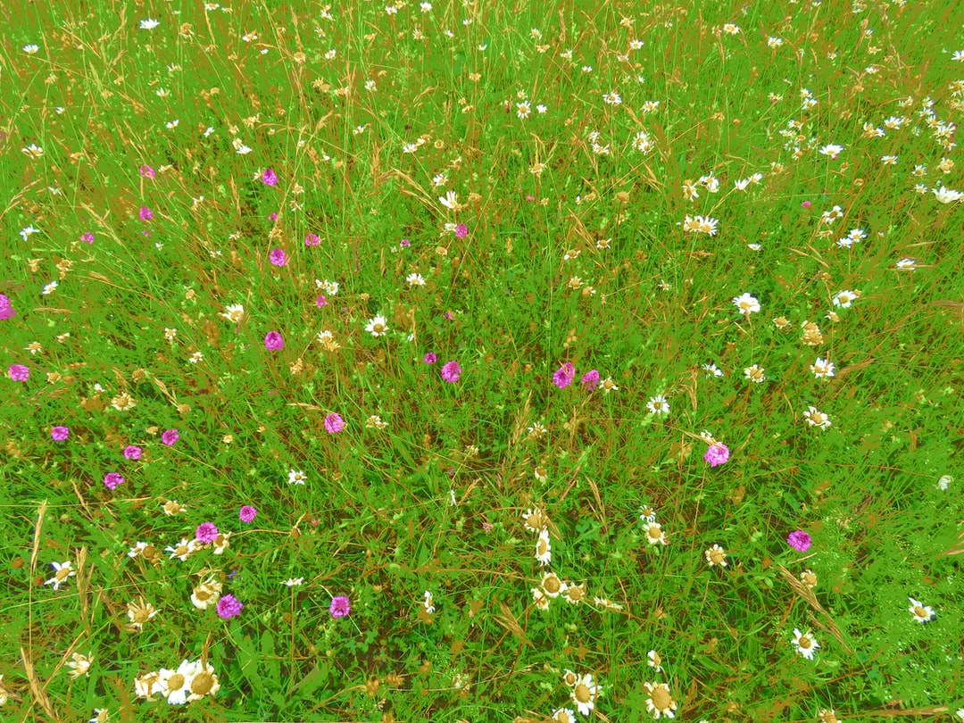 A pink flower is standing in the grass