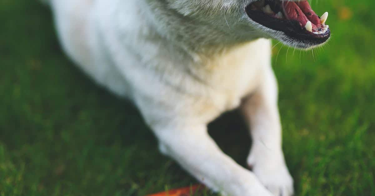 A close up of a dog with a frisbee in its mouth