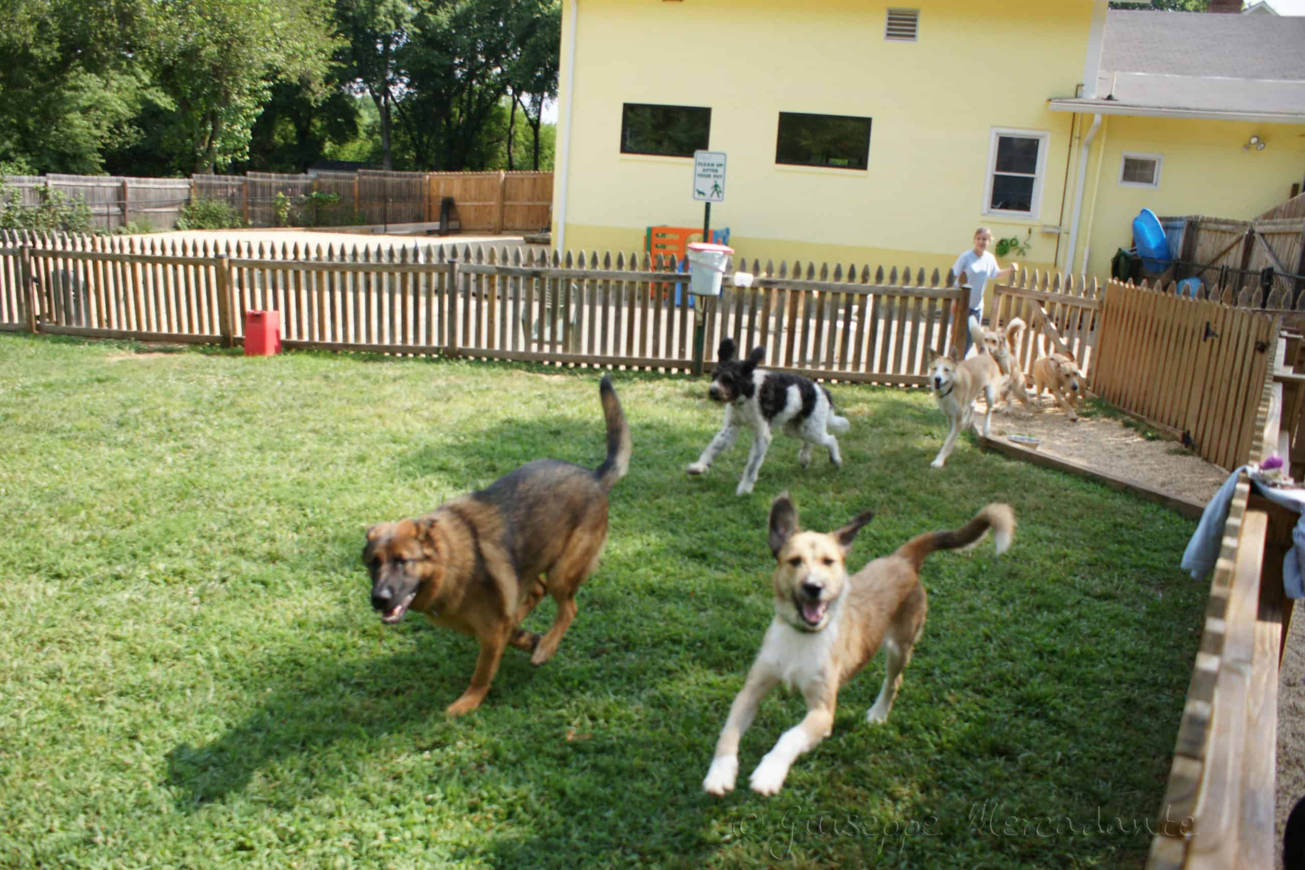 advantages-of-enrolling-your-dog-in-a-daycare-center-puppieslove