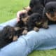 Tips For Training Your Rottweiler Puppies﻿