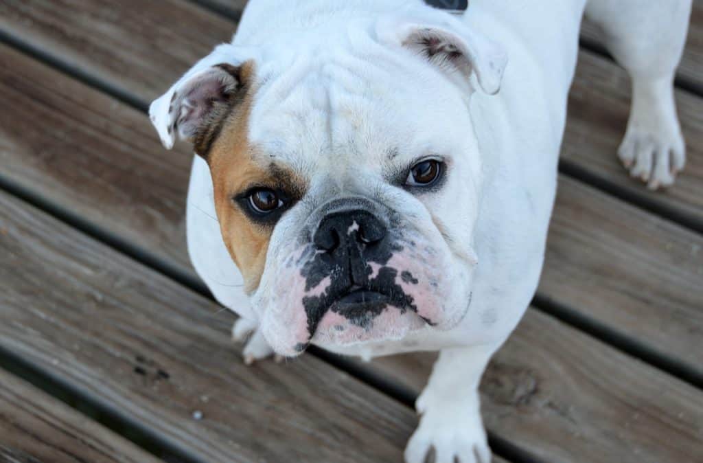 Things That You Should Look For In Bulldog Puppies While Buying One﻿