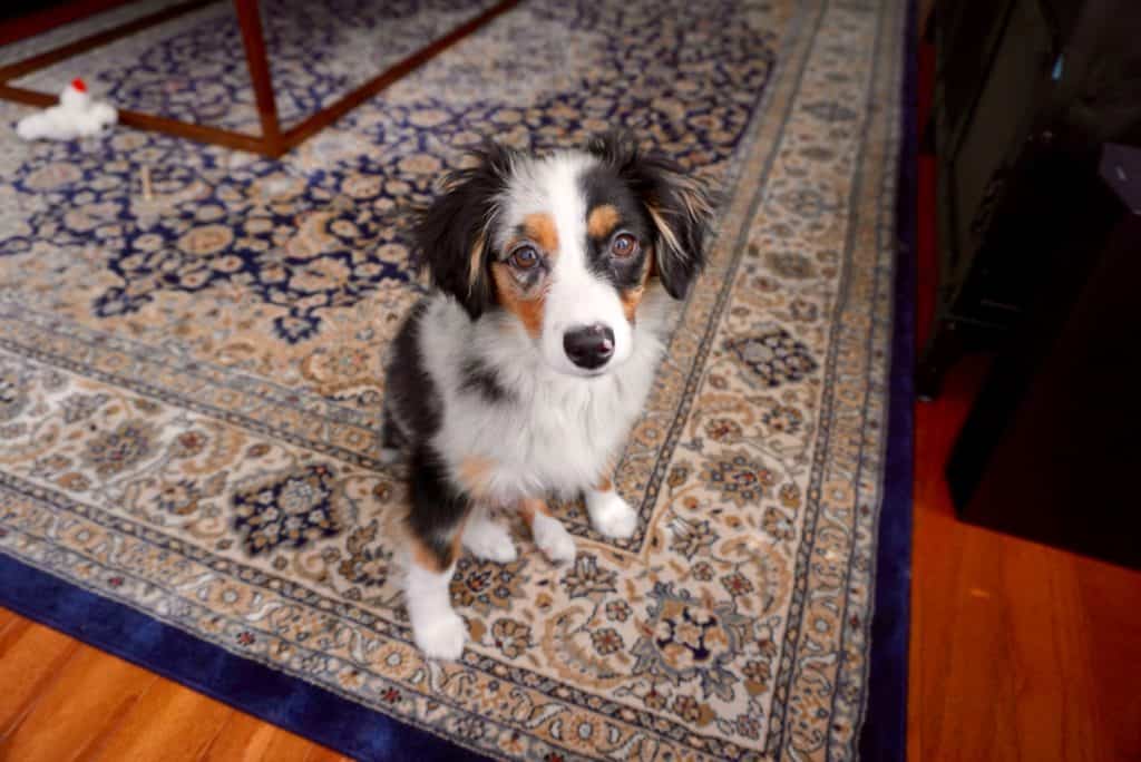 Understanding The Difficulty Level Of An Australian Shepherd Puppy Training