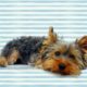 Essential Steps In A Perfect Yorkie Puppies Care