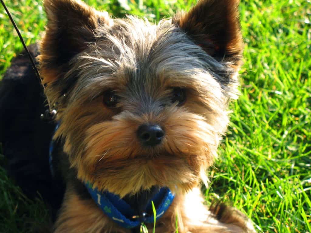 Understanding The Important Steps In A Perfect Yorkie Puppies Care