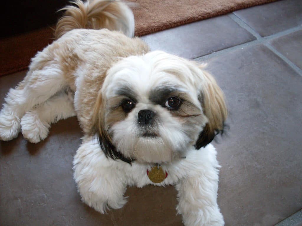 Learn Different Ways To Housebreaking Your Shih Tzu Puppies