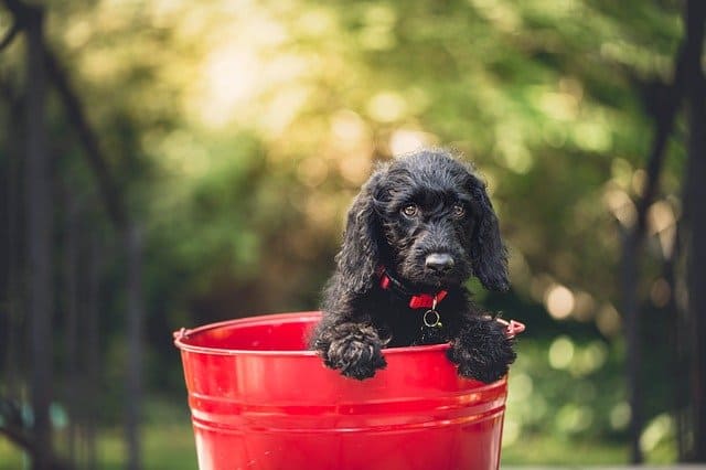 A dog sitting in a bowl