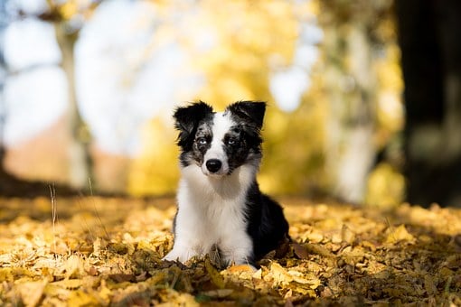 5 Characteristics Of An Australian Shepherd Puppy