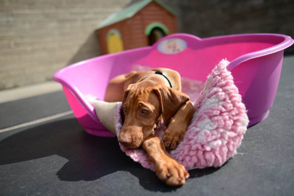 Few Tips to Help You in Day to Day Puppy Care