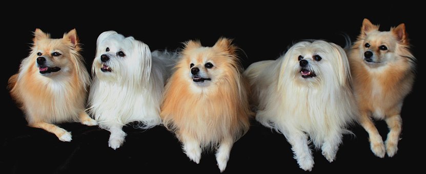 Tips To Take Care Of Pomeranian Puppy