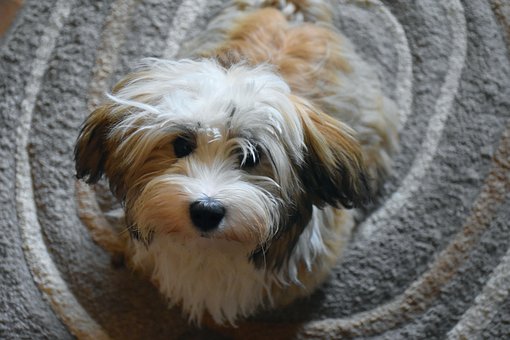 Know About Havanese Puppies Before Bringing
