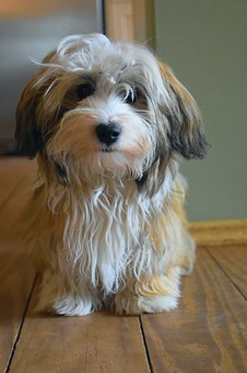 Know About Havanese Puppies Before Bringing