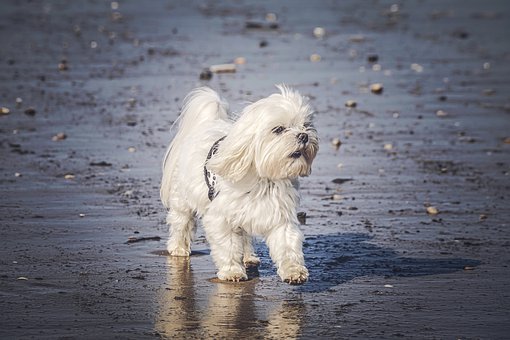 Noteworthy Personality Traits Of A Maltese Dog