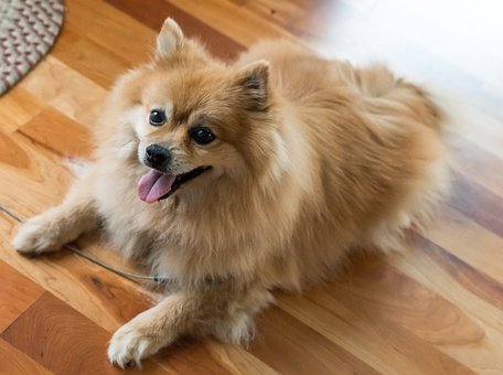 Tips To Take Care Of Pomeranian Puppy 