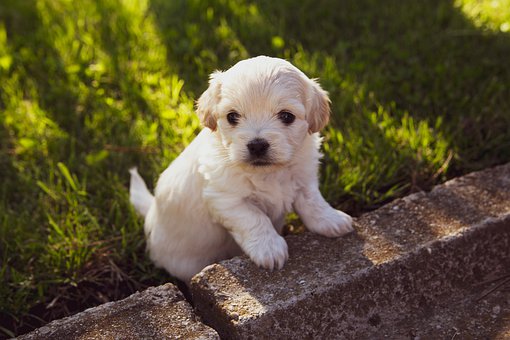 Puppy Psychology: What’s Going On In Your Pup’s Head