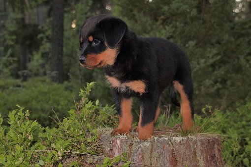 Rottweiler Puppies And Their Diets