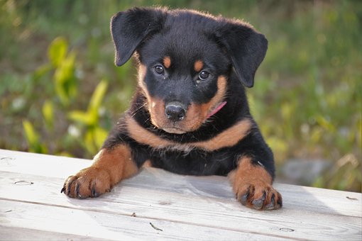 Rottweiler Puppies And Their Diets
