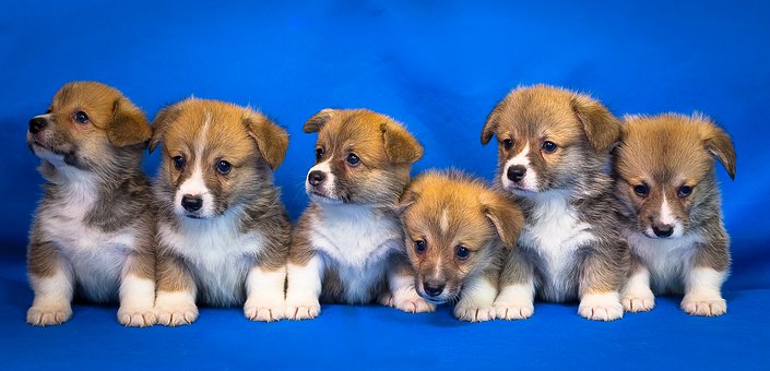 Corgi Puppies Make Good Household Pets: 5 Reasons