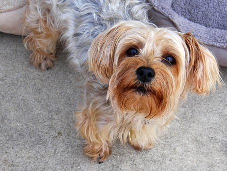 4 Factors Influencing The Price Of Yorkie Puppies