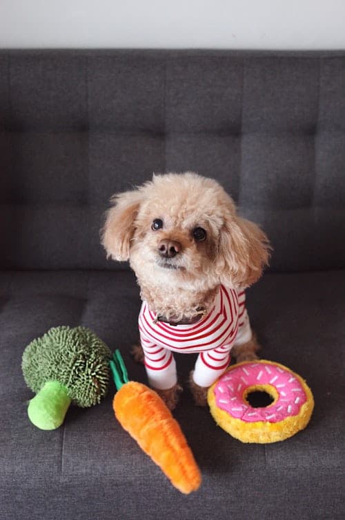 the image contains a poodle sitting on a couch with some toys wearing a stripe-patterned sweater