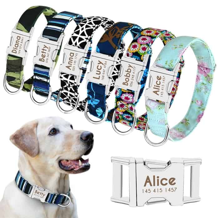 6 Promising Dog Collars to Give Your Puppy