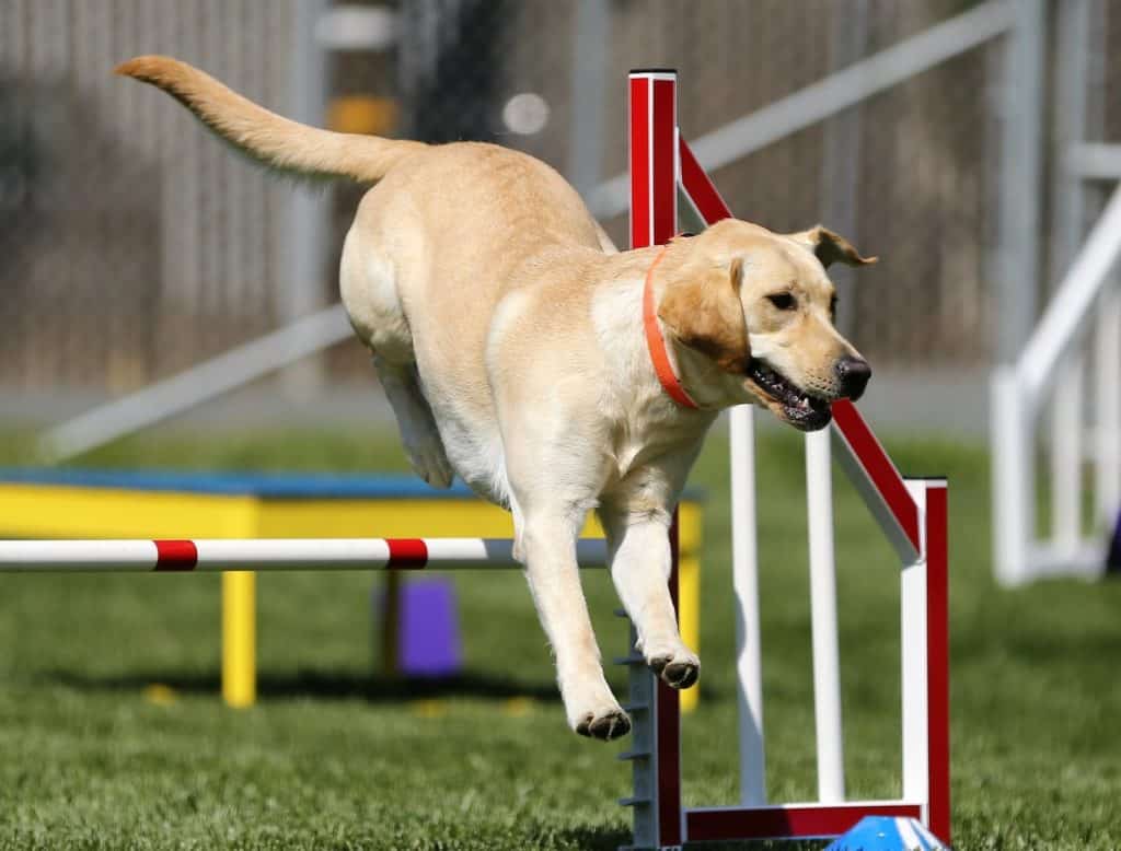 Dog Training Essentials For Clever Puppies