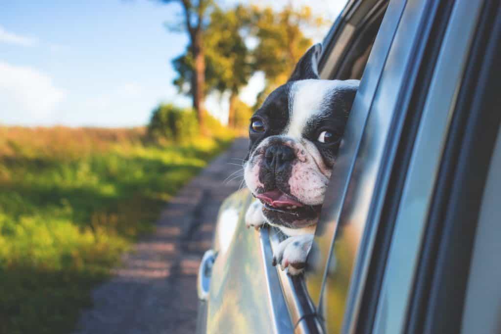 the image contains a dog peaking from a car window