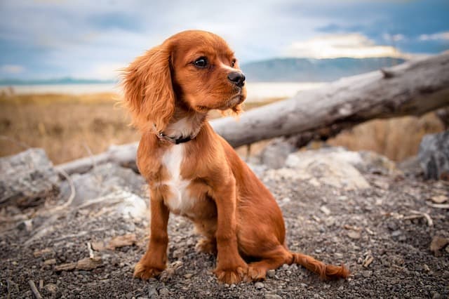 Puppy Development Stages You Should Know About