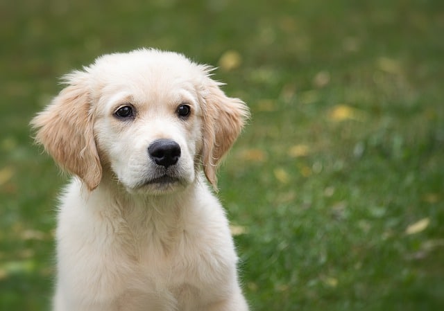 Puppy Care: How To Care For Your Puppy?