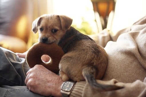 Best Toys For Puppies To Keep Them Entertained
