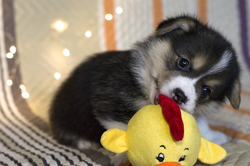 Best Toys For Puppies To Keep Them Entertained
