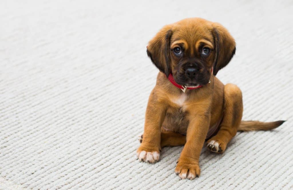 Can Puppies See At Three Weeks Old? Know About It