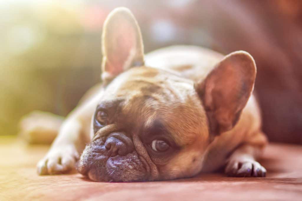 Dog Care Tips: How To Adopt And Care Dogs
