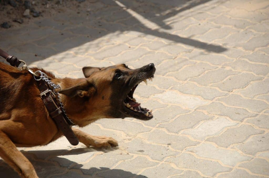 How To Control Puppies Aggressive Behavior?