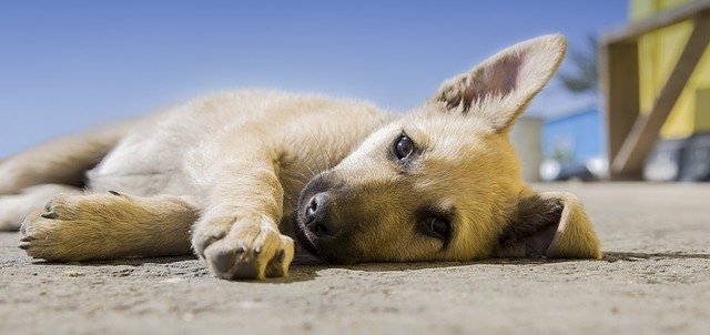 A polar bear lying on the ground