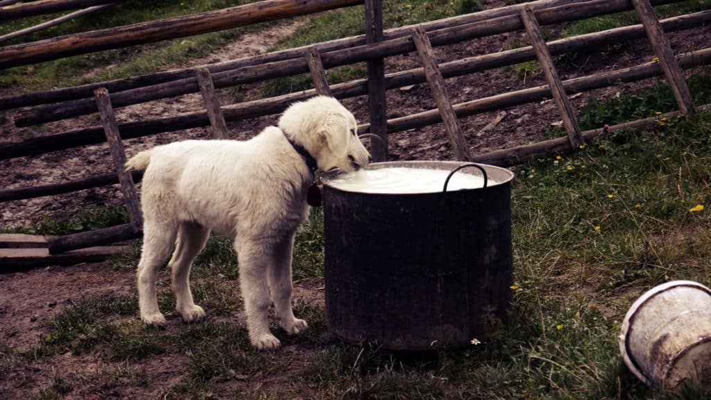 Best Dog Food For Poodles 