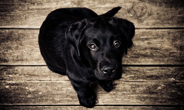 A dog sitting on top of a wooden fence