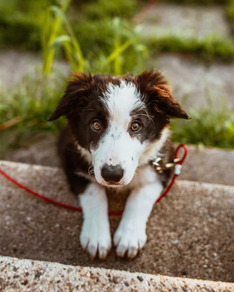 How To Train Your Puppy To Sit And Stay