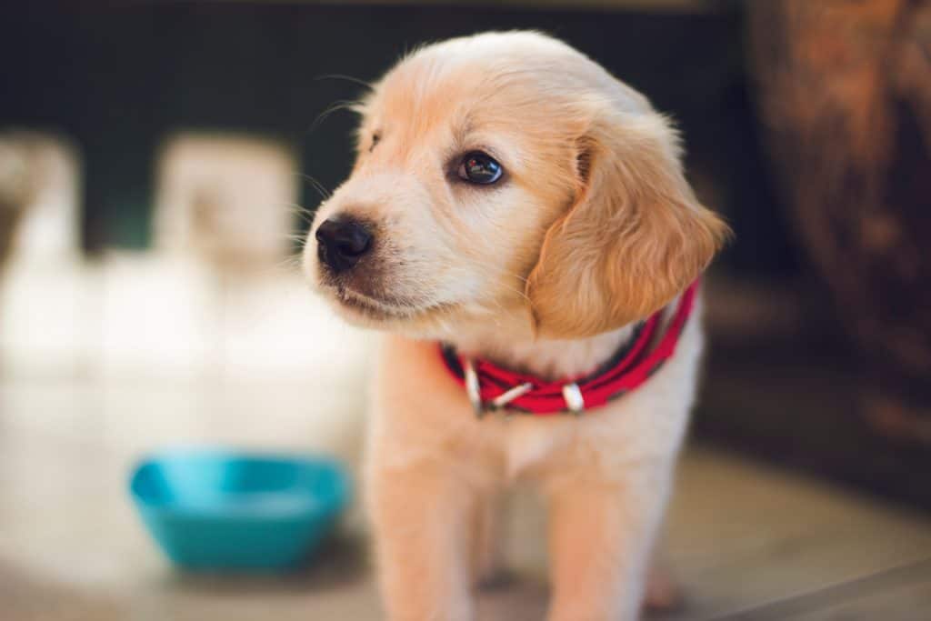 How Often Should 3 Week Old Puppies Eat