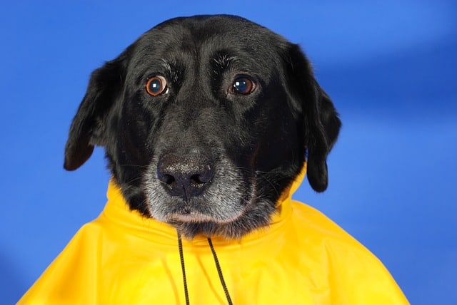 Waterproof Dog Coats Transparent Of Rain