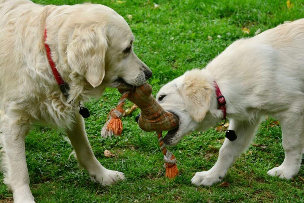 How_ to train puppy to not bite? - Puppies Etiquette
