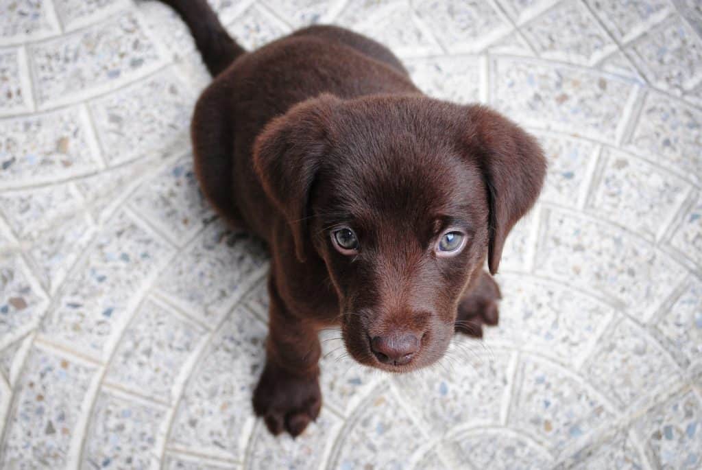 How to Teach your Puppy to Sit and Stay